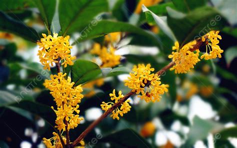 桂花圖片|桂花 (護理, 特徵, 花, 圖片)